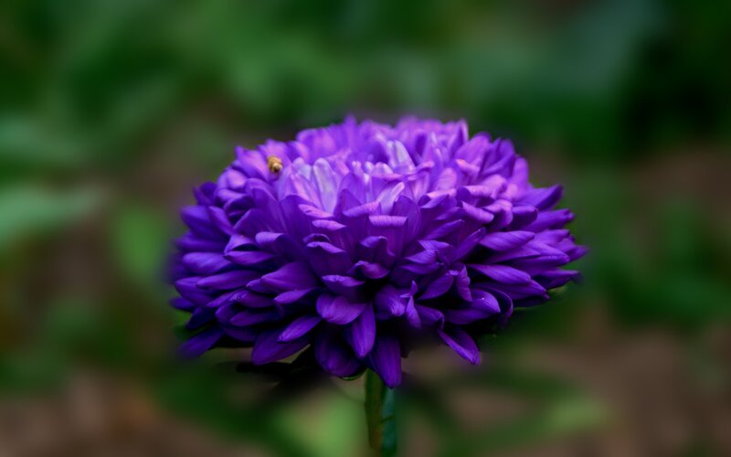 Purple Flower Bloom — Serene, Photograph, Bee
