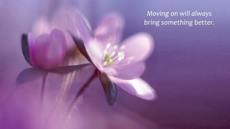 Purple Flower Bloom — Serene, Photograph, Bud