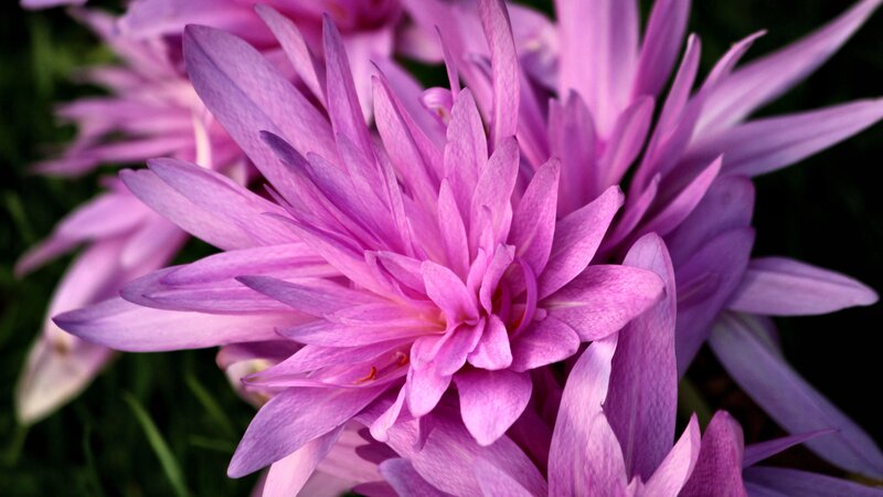 Purple Flower Bloom — Serene, Photograph, Petals, Greenery