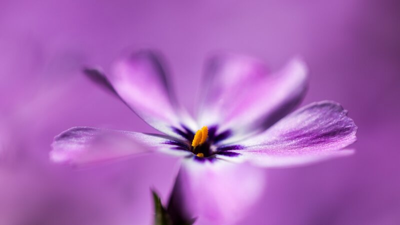 Purple Flower Bloom — Serene, Photograph, Petals, Stamen, Stem