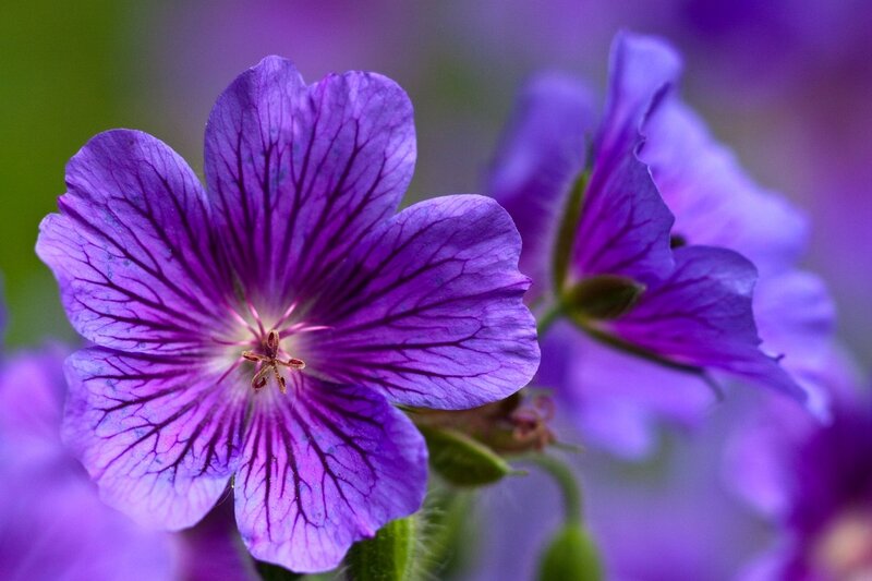 Purple Flower Bloom — Serene, Photograph, Petals, Stamen