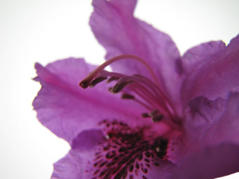 Purple Flower Bloom — Serene, Photograph, Petals, Stamen, White