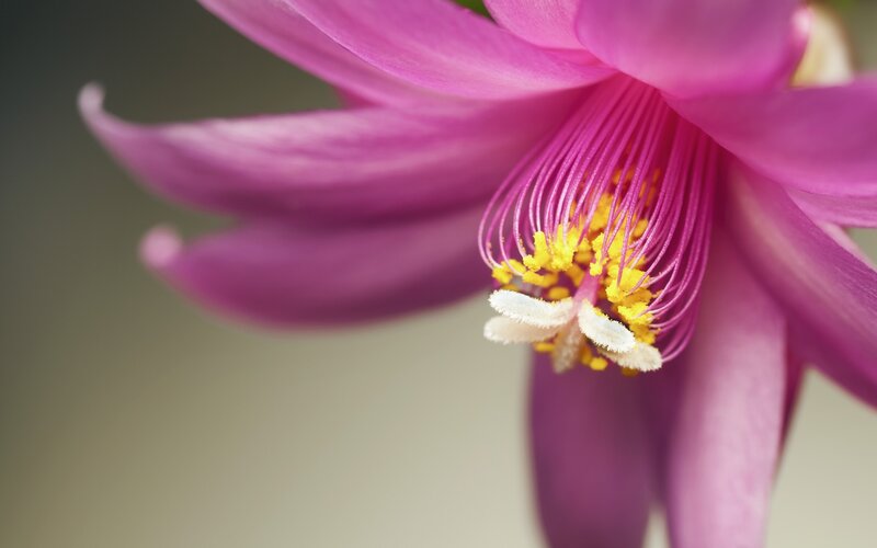 Purple Flower Bloom — Serene, Photograph, Petals