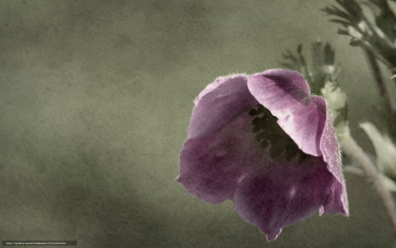 Purple Flower Bloom — Serene, Photograph, Stem, Leaves