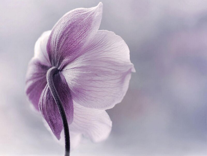 Purple Flower Bloom — Serene, Photograph, Stem