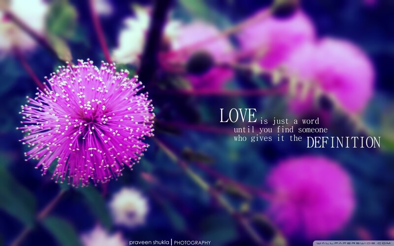 Purple Flower Bloom — Serene, Photograph, Text