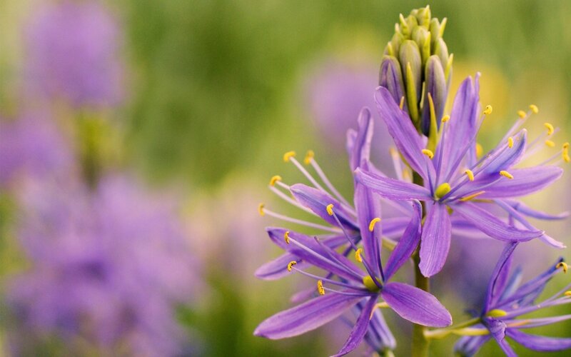Purple Flower Bloom — Serene, Spring, Photograph, Buds