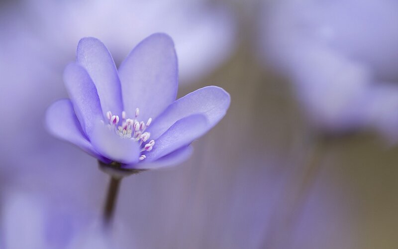 Purple Flower Bloom — Serene, Spring, Photograph, Petals