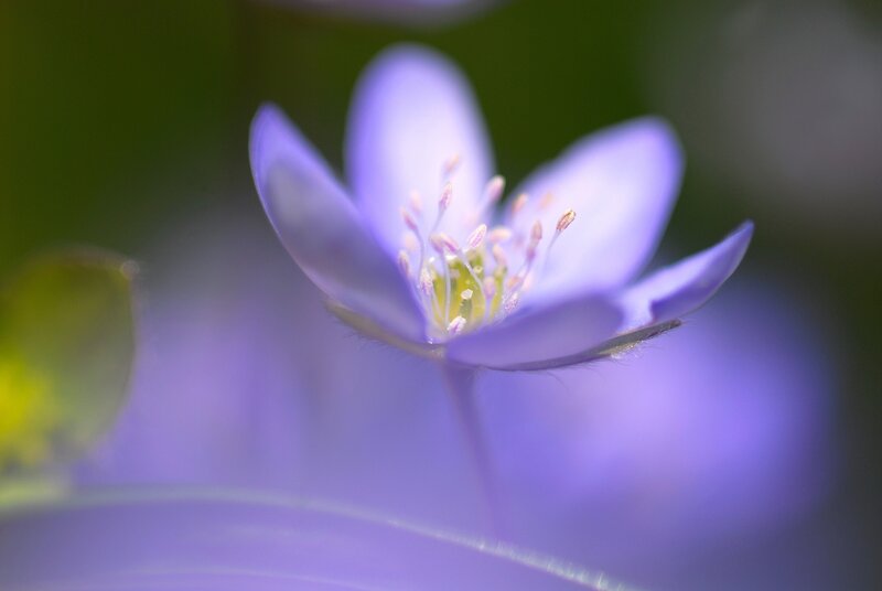 Purple Flower Bloom — Serene, Spring, Photograph, Stamen