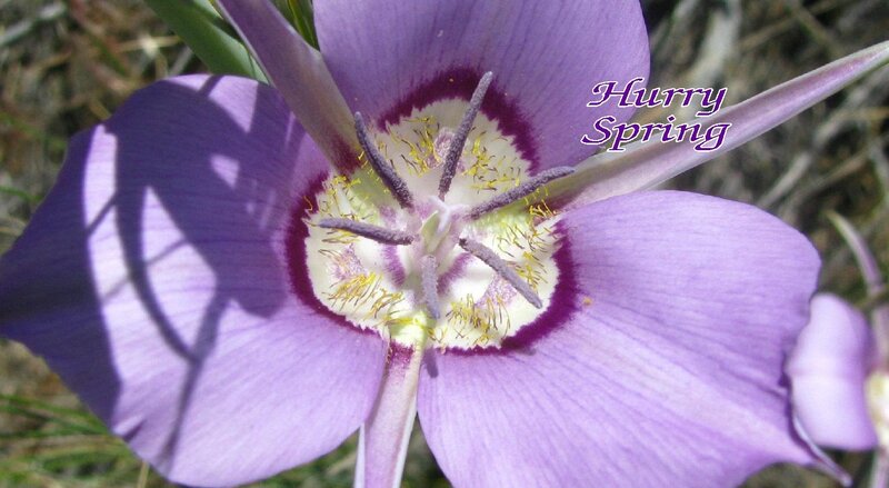 Purple Flower Bloom — Serene, Spring, Photograph