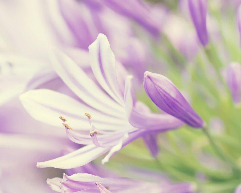 Purple Flower Bloom — Serene, Spring
