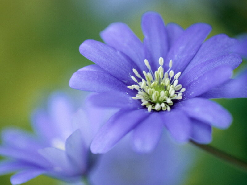 Purple Flower Bloom — Serene