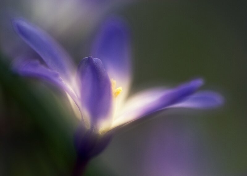 Purple Flower Bloom