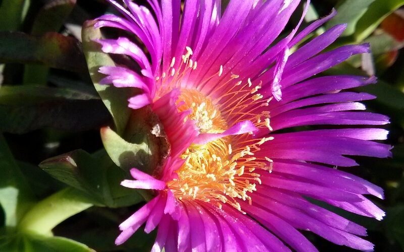 Purple Flower Bloom — Vibrant