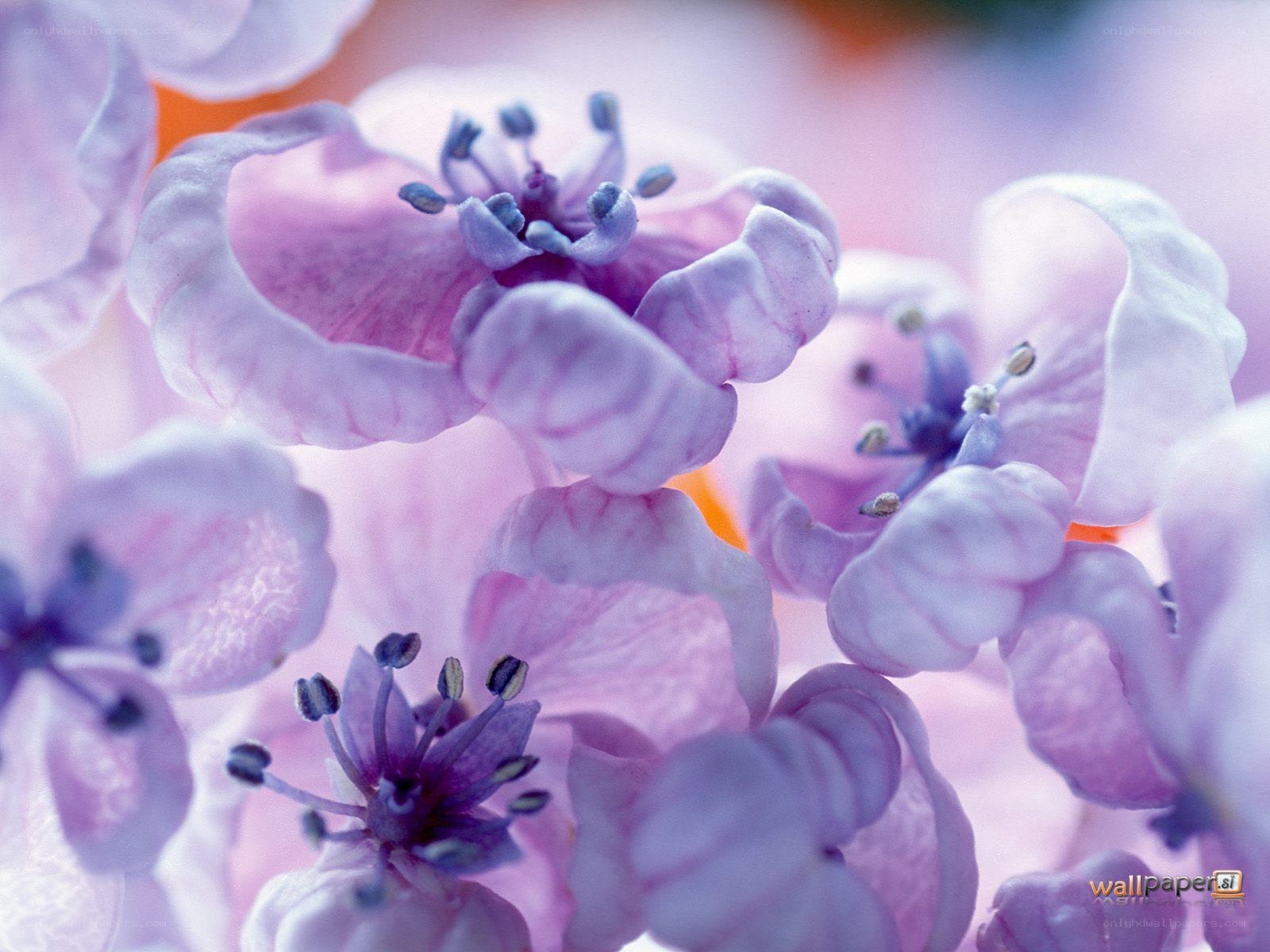 purple flower blossoms