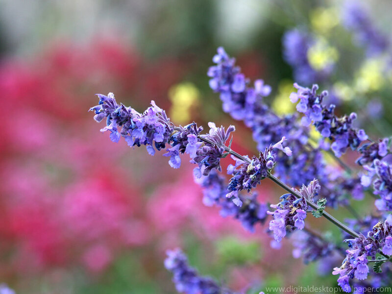 Purple Flower Blossoms — Calm