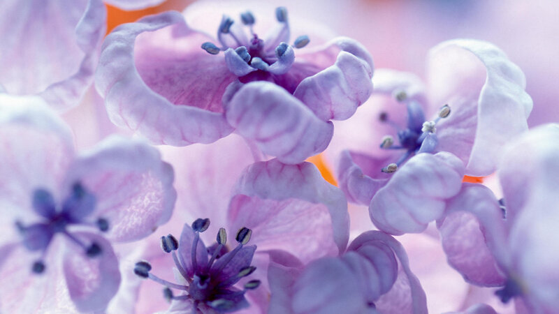 Purple Flower Blossoms — Serene, Spring, Photograph, Petals