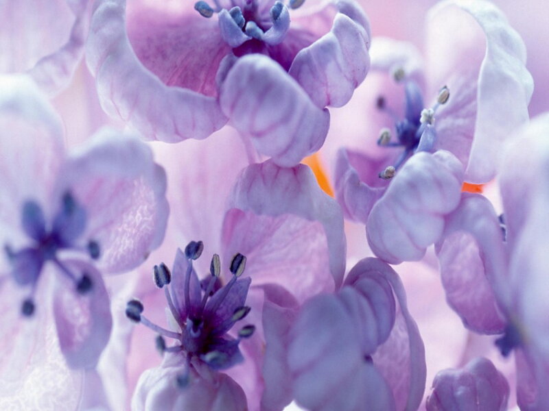 Purple Flower Blossoms — Serene, Spring, Photograph