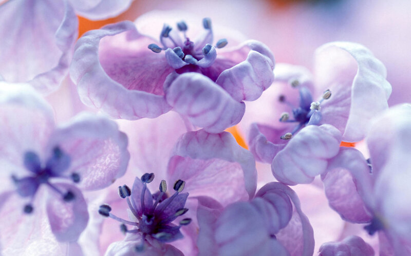 Purple Flower Blossoms — Serene, Spring