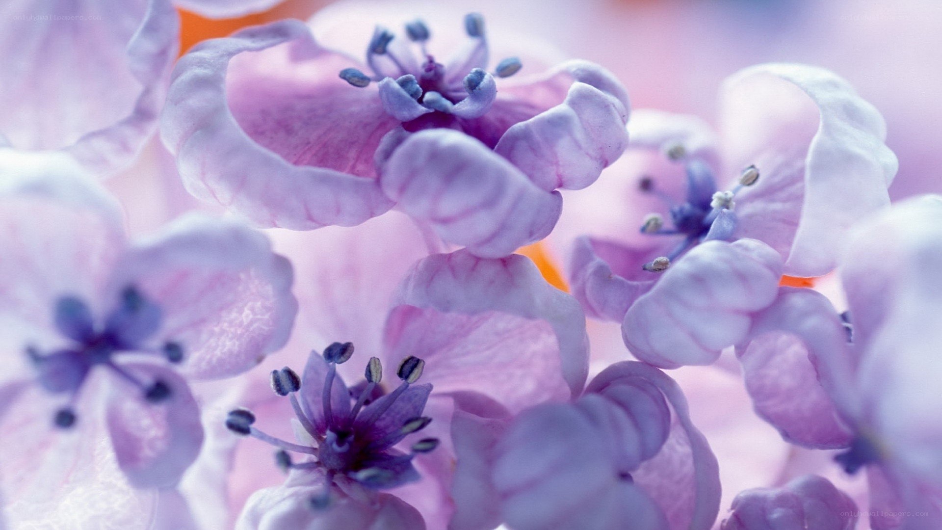 purple flower blossoms