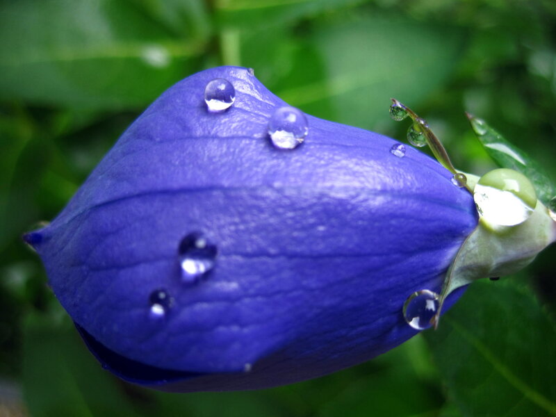 Purple Flower Bud — Blue