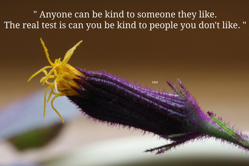 Purple Flower Bud — Calm, Photograph