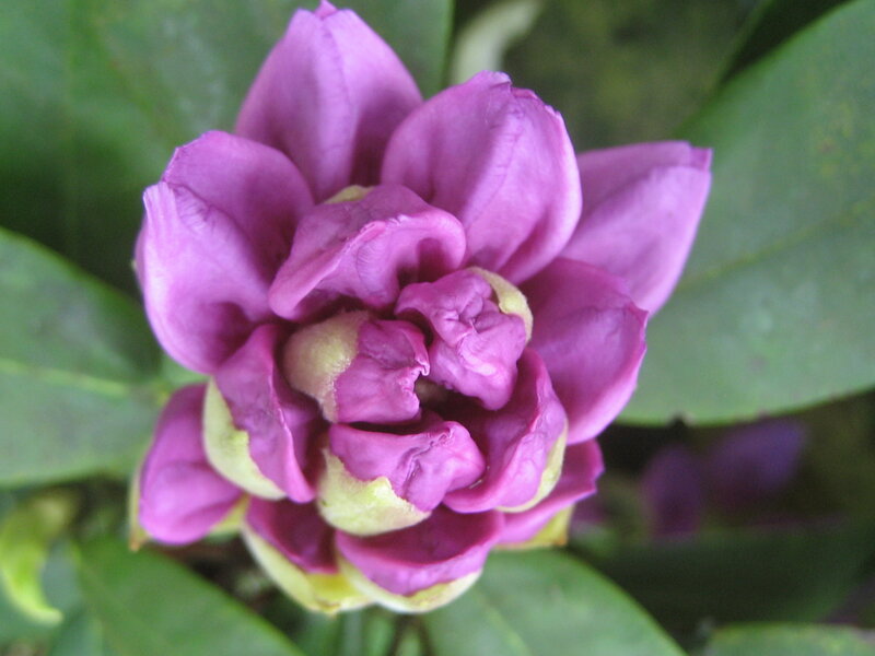 Purple Flower Bud — Calm
