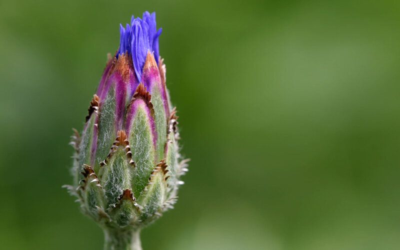 Purple flower bud close-up
