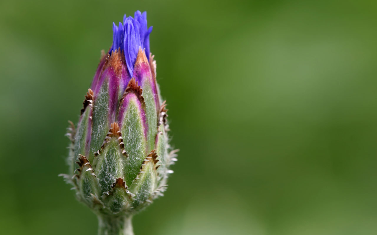 Purple flower bud close-up