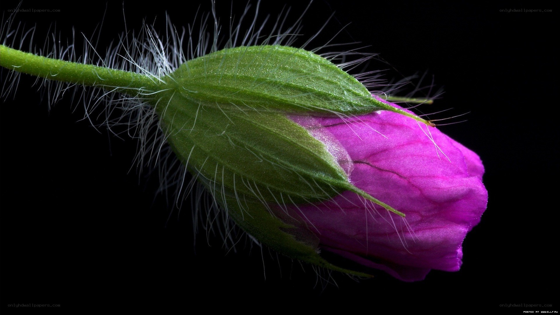 purple flower bud close-up