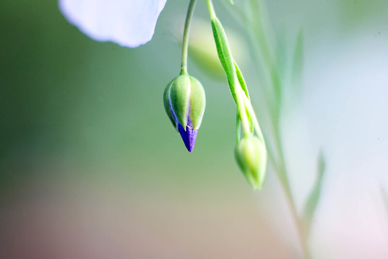 purple flower bud close-up
