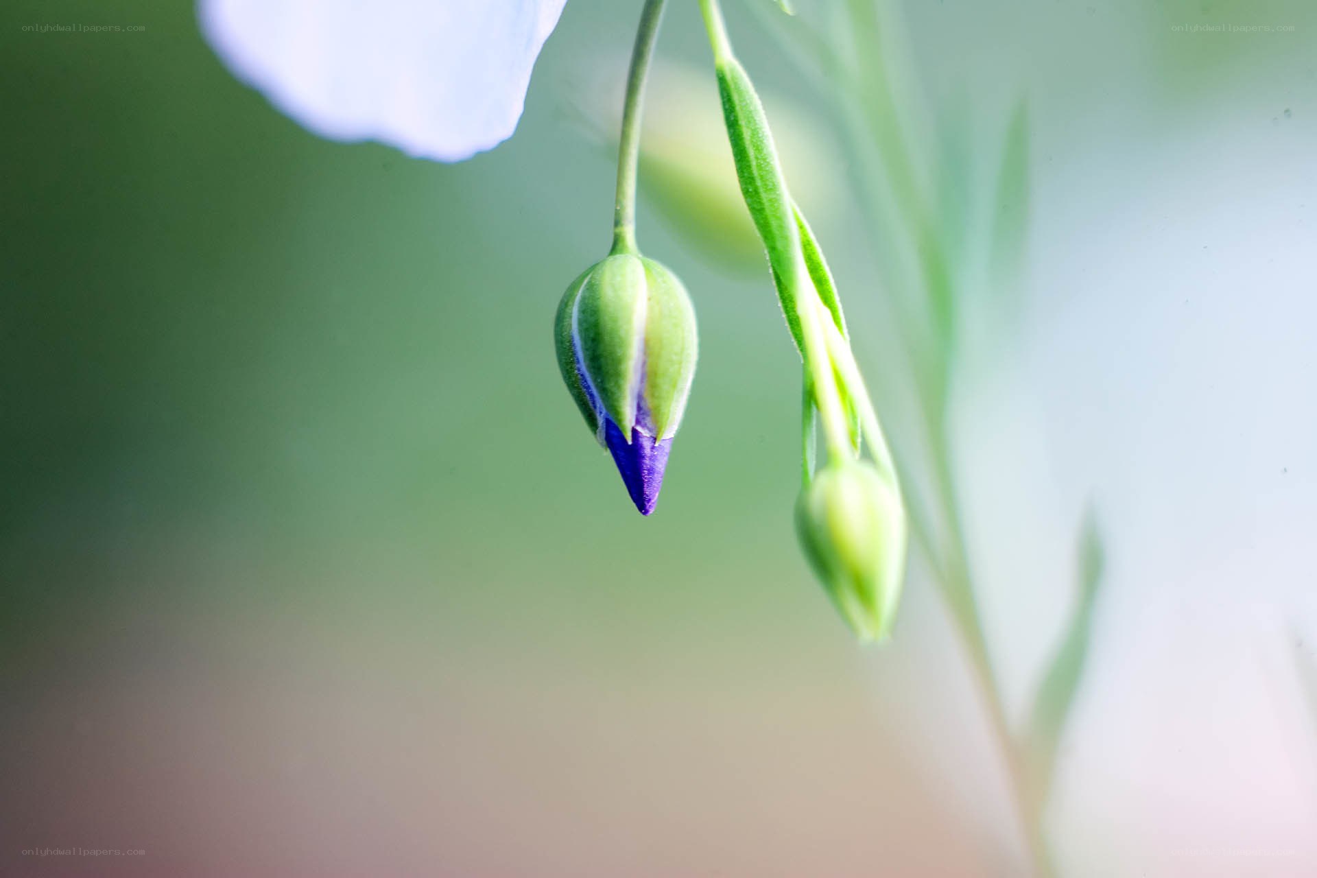 purple flower bud close-up