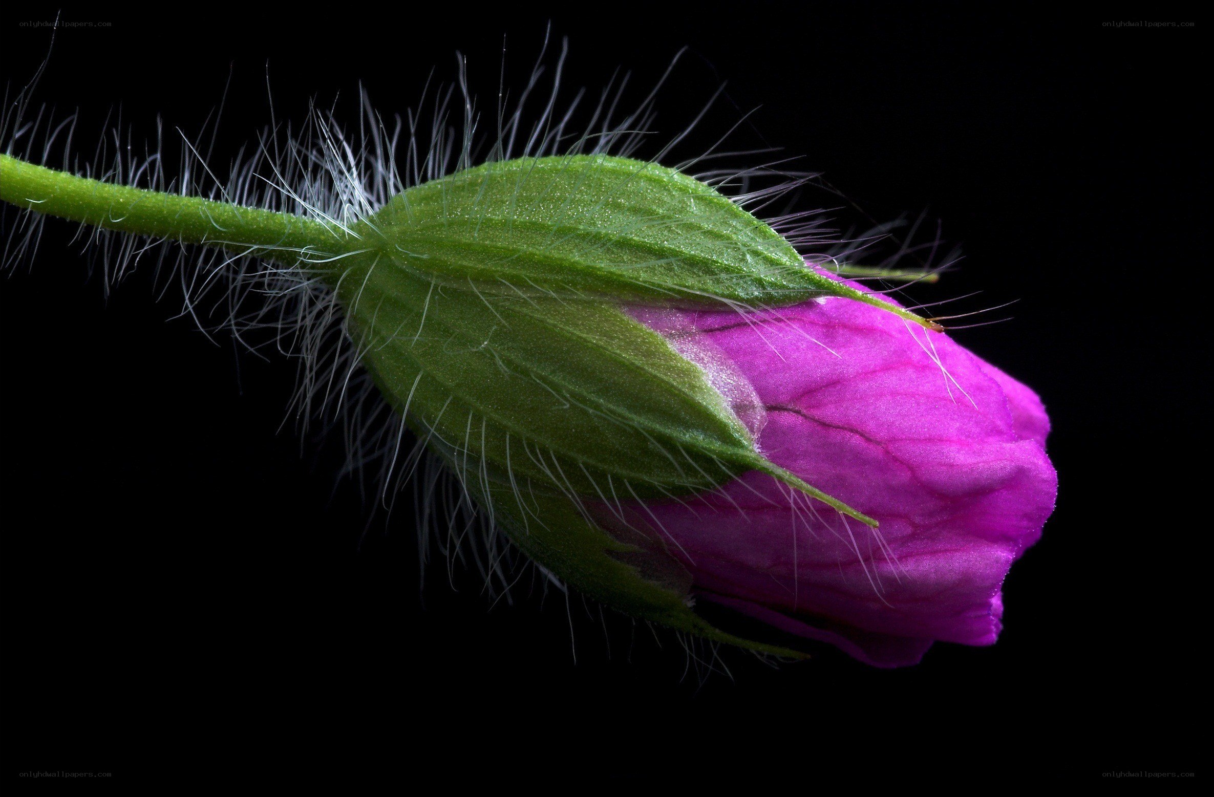 purple flower bud close-up