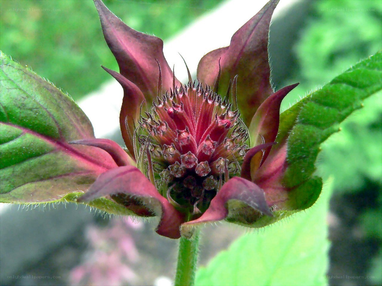 purple flower bud close-up