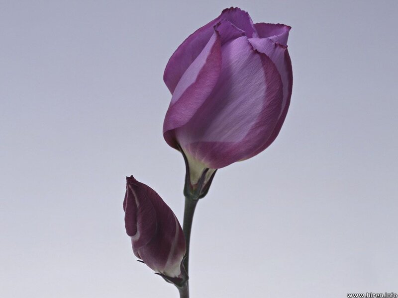 Purple flower bud close-up