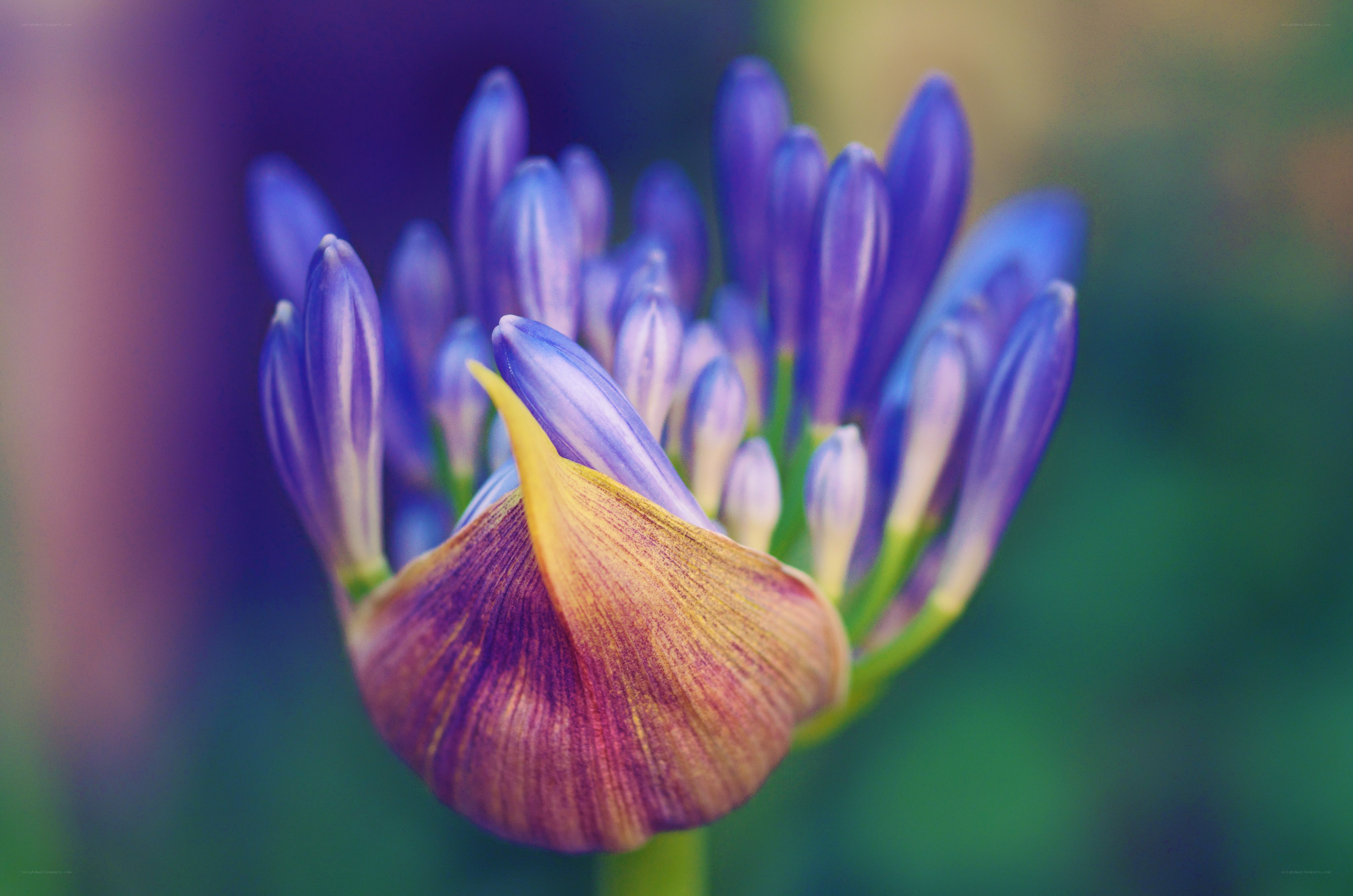 Purple flower bud close-up