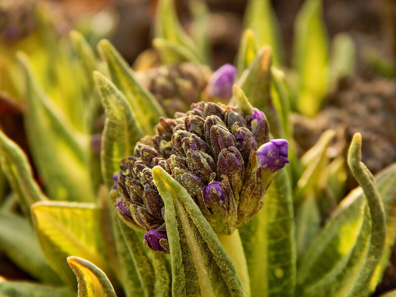 Purple Flower Bud Cluster — Natural