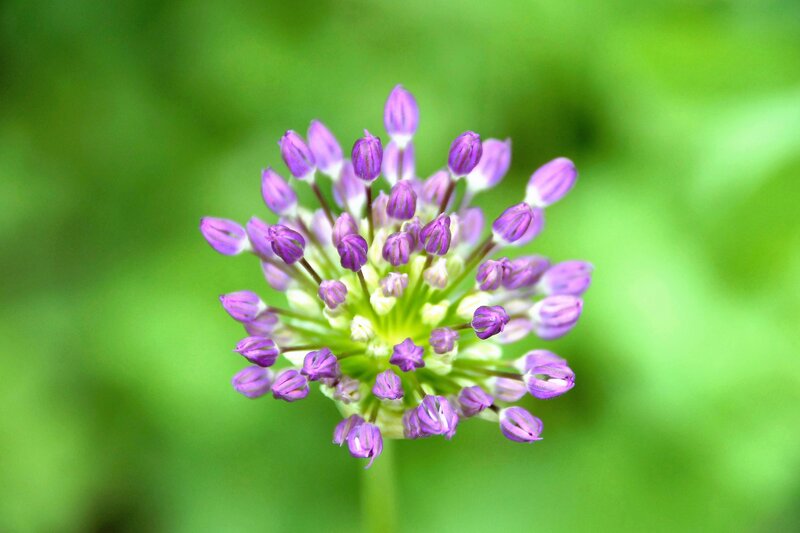 purple flower bud cluster