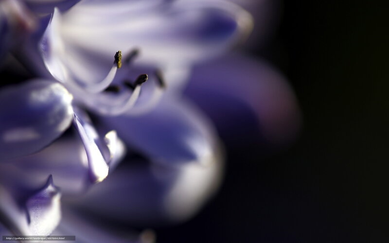 Purple Flower Bud — Dramatic, Photograph, Petals, Stamen