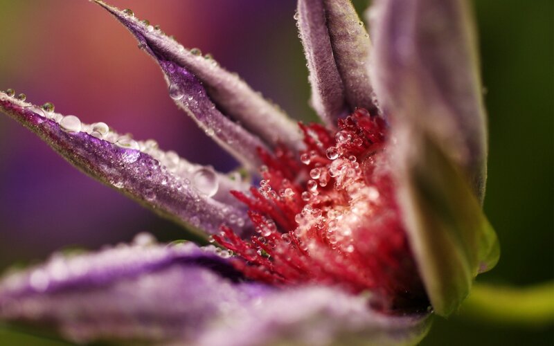 Purple Flower Bud — Dramatic, Photograph, Petals