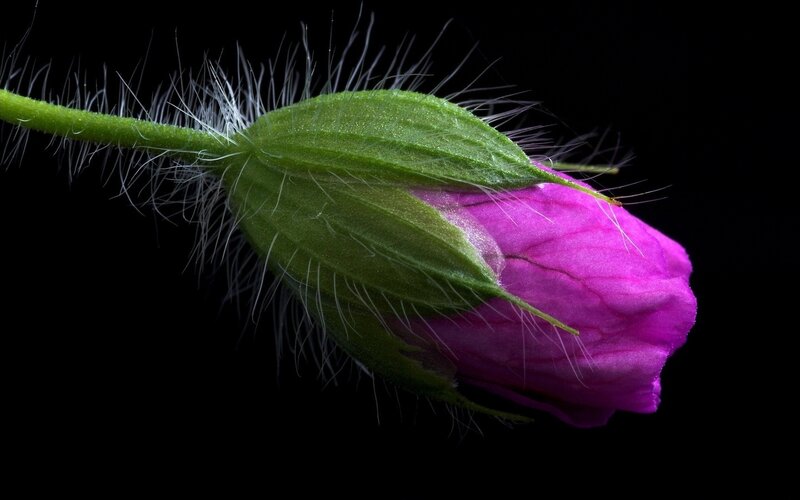 Purple Flower Bud — Dramatic, Photograph, Stem