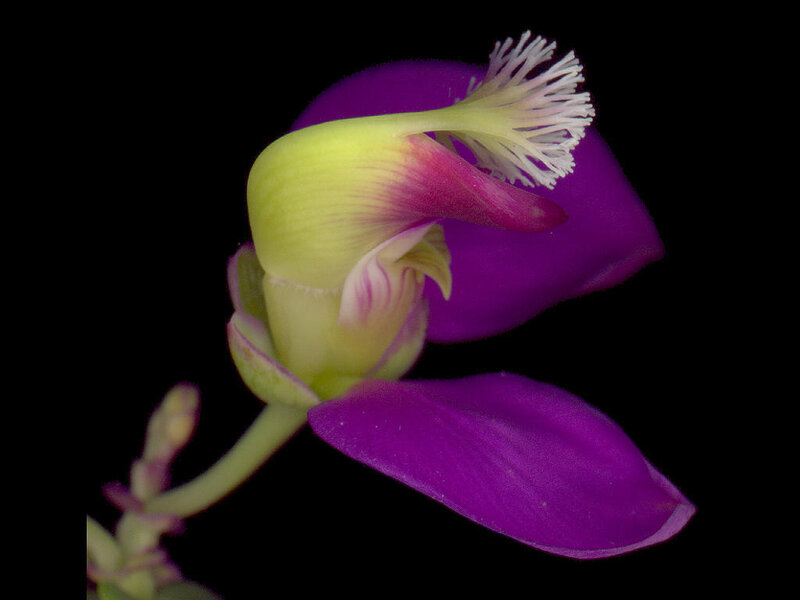 Purple Flower Bud — Dramatic, Photograph
