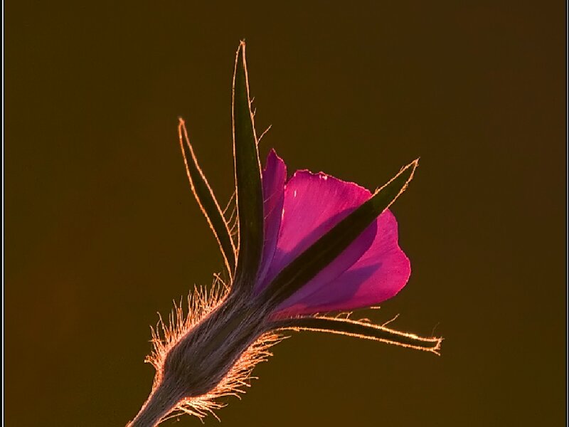 Purple Flower Bud — Dramatic, Sunset