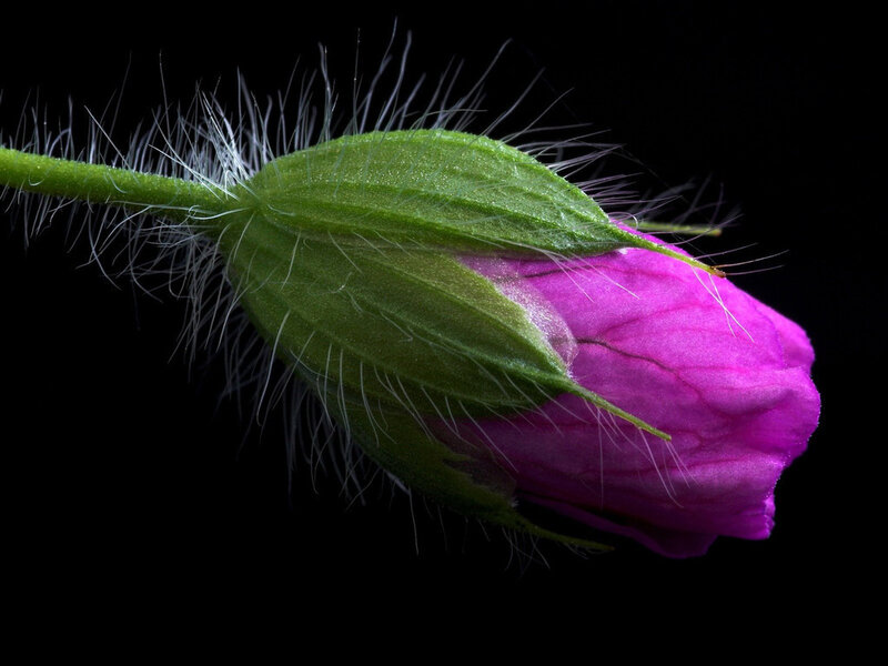 Purple Flower Bud — Dramatic