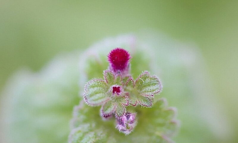 Purple Flower Bud — Green