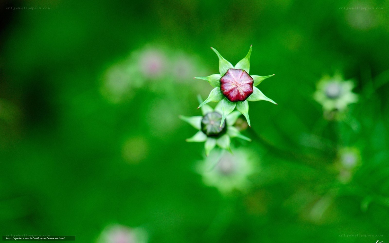 purple flower bud in green