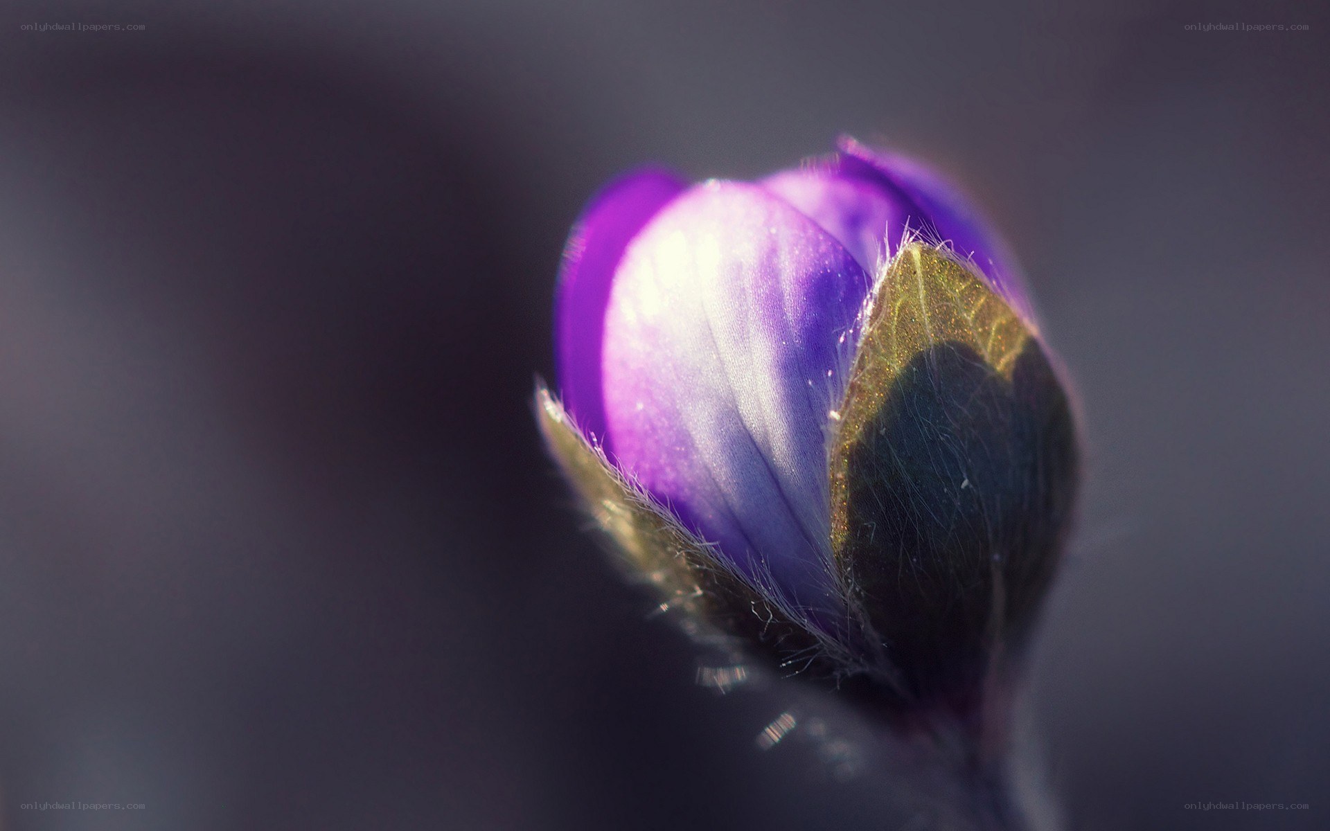 purple flower bud in sunlight