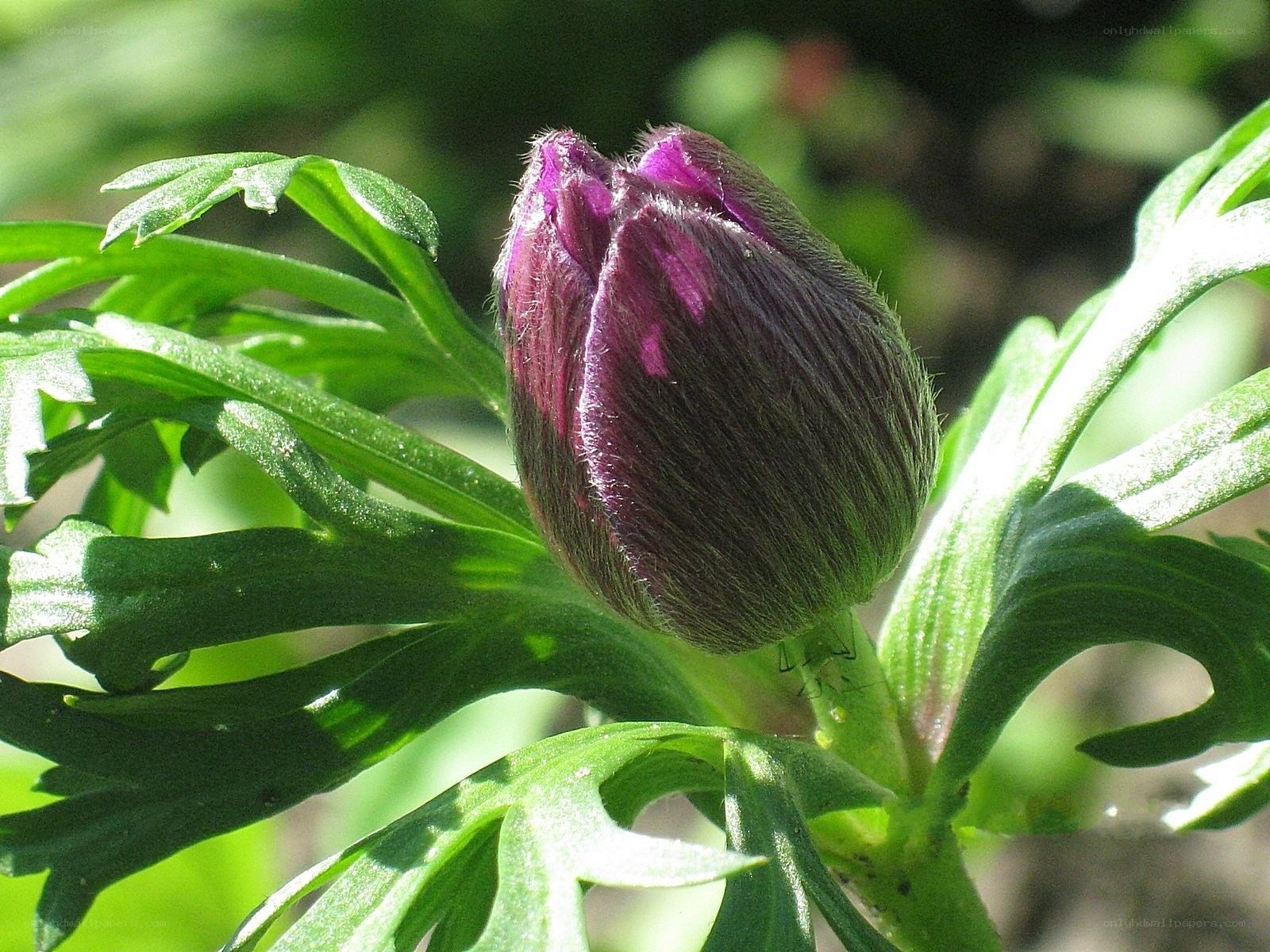 purple flower bud in sunlight