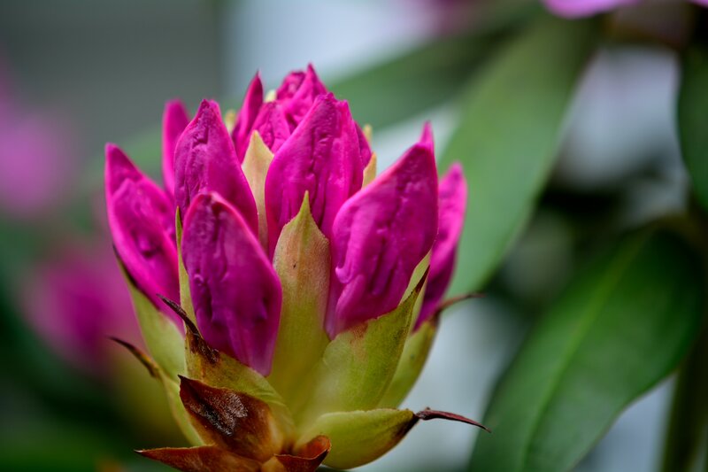 Purple Flower Bud — Magenta