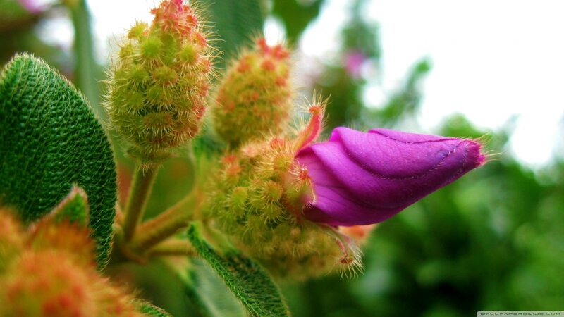 Purple Flower Bud — Natural, Photograph
